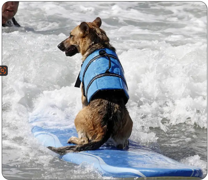 Aussie Beach Dog™ Life Vest