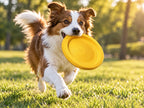 JRCOCO Floating Dog Frisbee